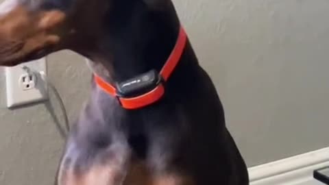 Guilty Dog Walks Slowly With His Head Hanging Down