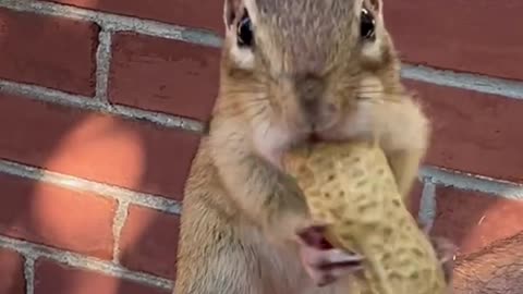 Just listen to the sound of peanuts on the chipmunk's cheek