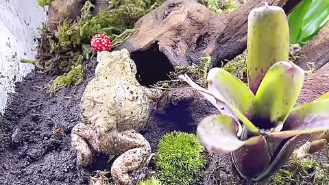 A very rare white toad was too cute