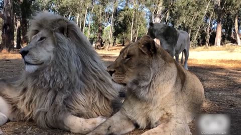 Male Lion Mating Ritual