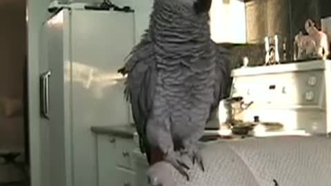 Parrot Beatbox