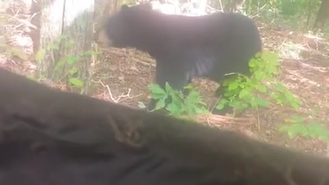 Bear Wants to Hide in Hunting Blind Too