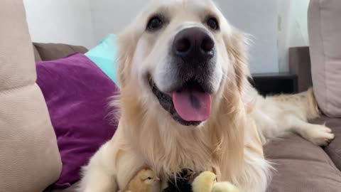 Adorable Golden Retriever and Cute Baby Chicks