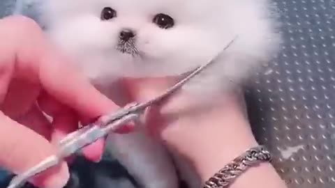 Cute teacup puppy bath