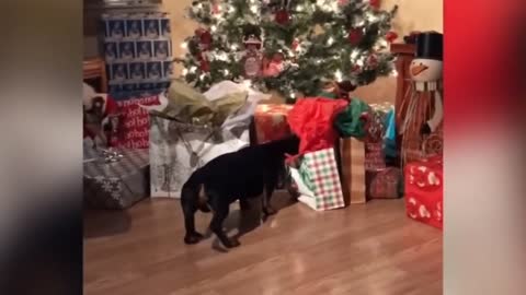 Funny Animals are exciting for christmas