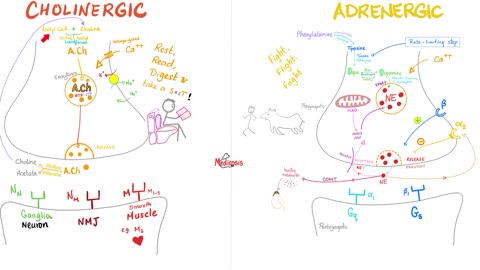 Synapse | Neuro | Biology Lectures for the Nervous System