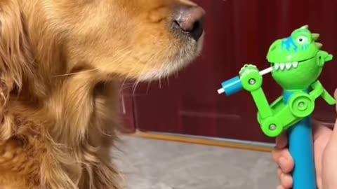 funny dog Golden moment