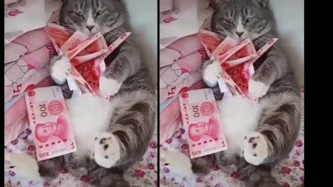 CAT SAYS ALL CASH $ MINE😾😾