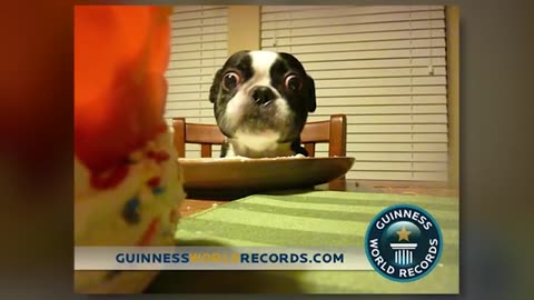 Top 10 Animal Guiness World Records