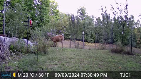 Deer Eating Sunflowers