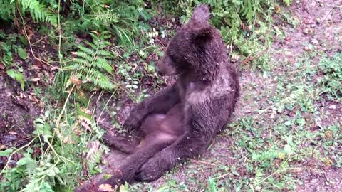 Disoriented bear cub rescued in Turkey after eating 'mad honey'