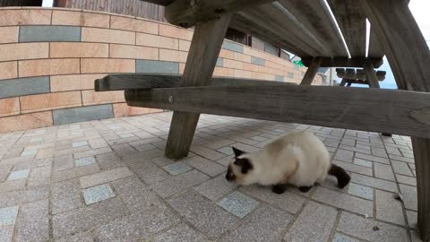 A group of cats playing in the square