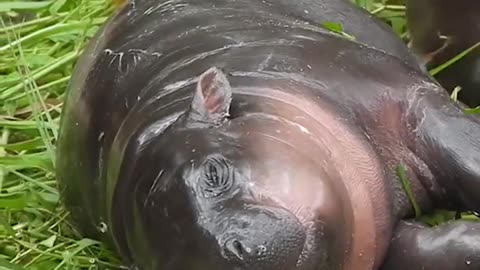 Tired pygmy hippo Moo Deng naps on floor