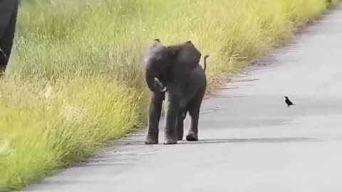 Elephant funny 🐘🤣 support and like plz 🙏