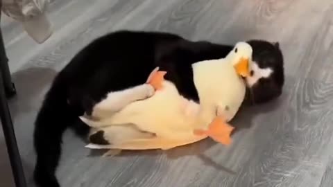 Cat and Duck a love story 😍😍