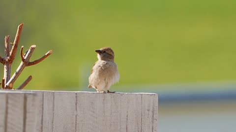 Sprrrow Bird Jump