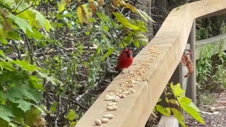 Fall season Cardinals James Gardens