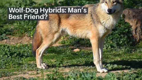 Wolf Dog Hybrids Man s Best Friend