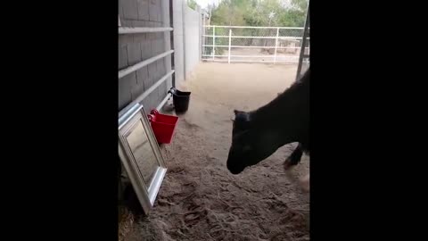 Animals Seeing Themselves For The First Time!