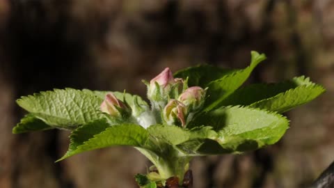 Apple blossom flowers opening time lapse