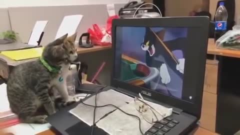 Amazing cat 💖💕💕💕💕tom and jerry