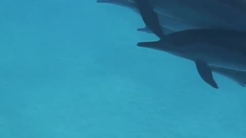 Dolphins long video