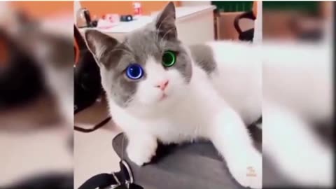 Funny Cat Videos Compilation #funny #funnyvideo