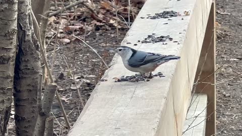 Beautiful footage of Toronto bird variety