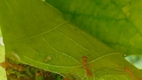 the life of red ants / in Javanese ant rangrang