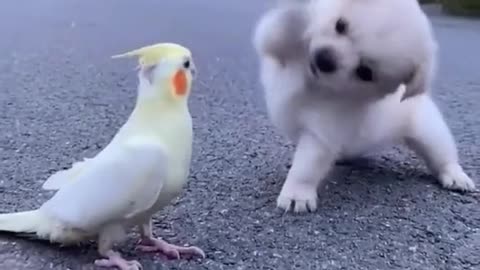 Adorable Cute Dog Playing With Parrot