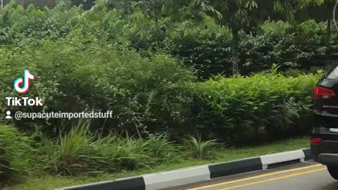 Riding past MacRitchie Reservoir, Singapore