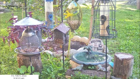 Florida Bird Feeder SWFL Live Camera HD