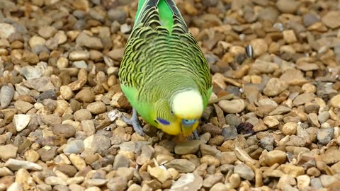 Parrot bird eats