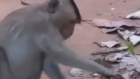 Funy animal video