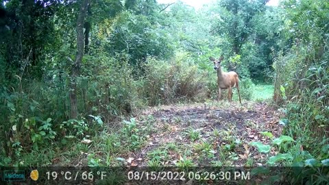 TRAILCAM TUESDAY!!! (Fawns Still On The Property)