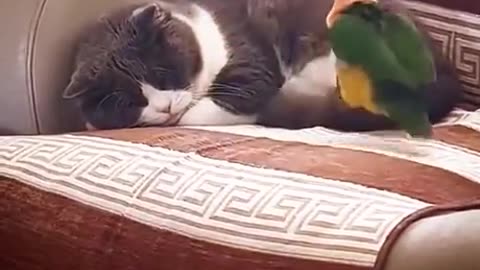 annoying bird gets a slap from sleeping cat