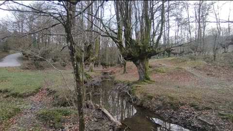 Excelente paisaje, Sonido original de Naturaleza