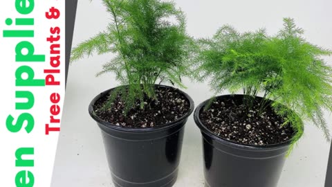 Two Fern Leaf Plumosus Asparagus Fern 4.5 Unique Design Pot | #gadgets | #shorts