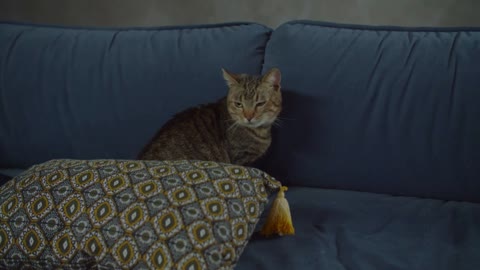 Calm adorable shorthair domestic tabby female cat sitting on sofa in relaxed posture