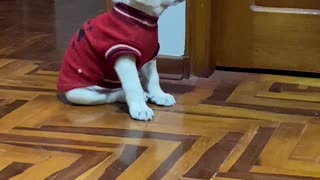 Tired Pup Falls Asleep Sitting Up