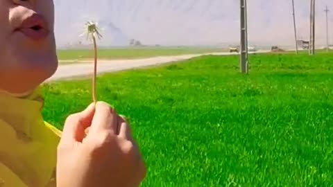 Picking dandelion flowers