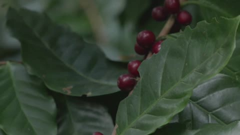 Harvesting coffee beans