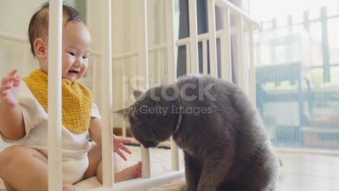 Funny cat and baby