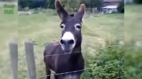 Funny-Donkey-videos-funny-animals-vide.😁😄😃😀