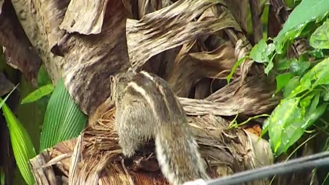 Squirrel Making Nest