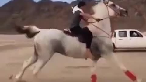 The speed of the arabian horse