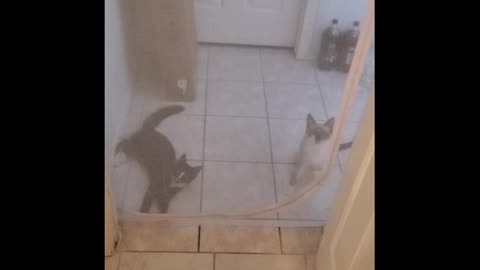 Kittens Climb Screen Door - Funny!