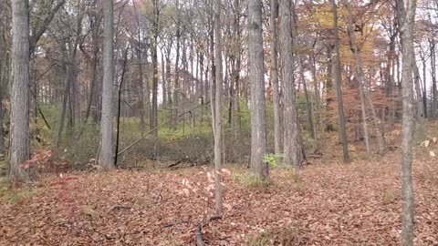 Peaceful Fall Evening in Michigan Forest