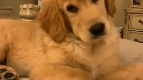 Funniest Dog Videos