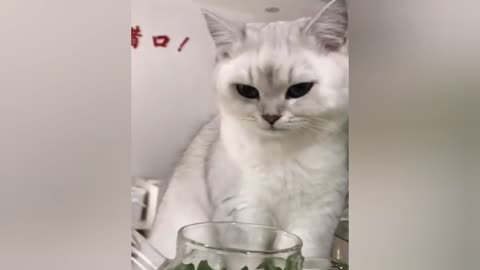 Cat Water drinking in glass Short training videos